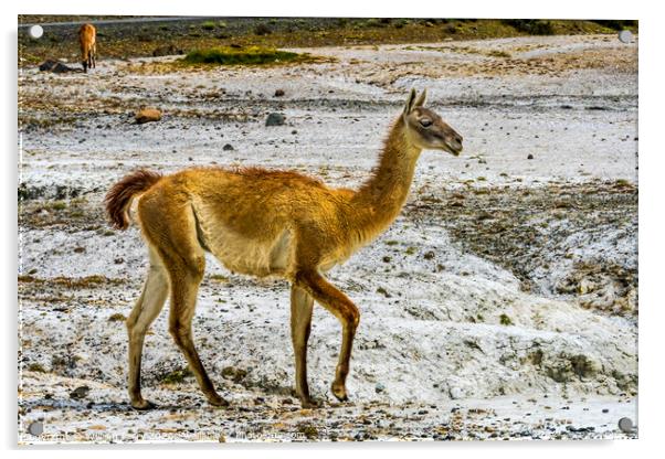 Guanaco Wild Lama Torres del Paine National Park C Acrylic by William Perry