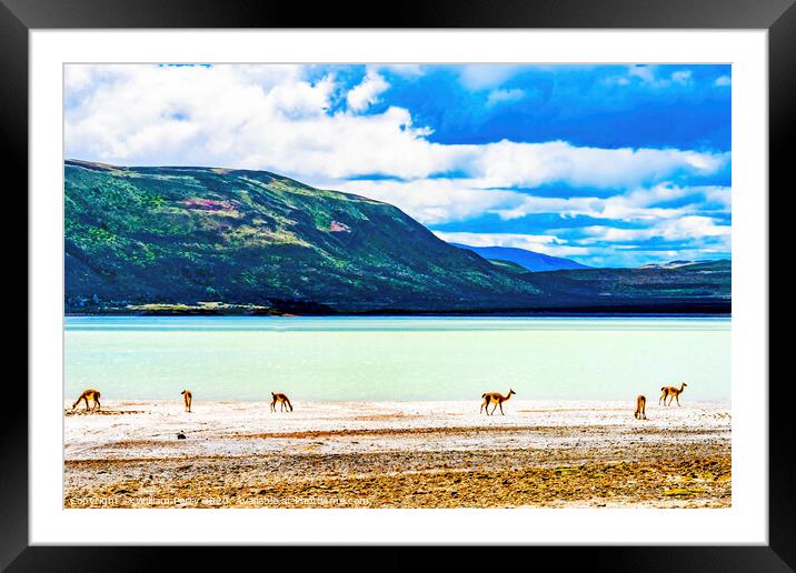 Guanacos Wild Lamas Torres del Paine National Park Framed Mounted Print by William Perry