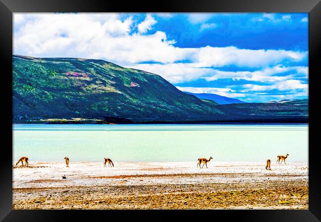 Guanacos Wild Lamas Torres del Paine National Park Framed Print by William Perry