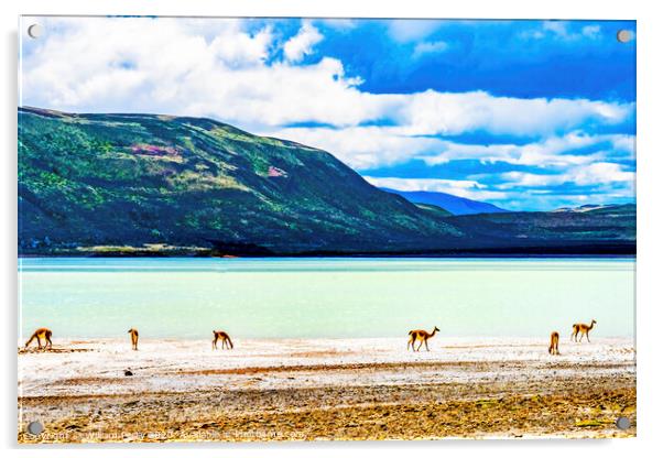 Guanacos Wild Lamas Torres del Paine National Park Acrylic by William Perry