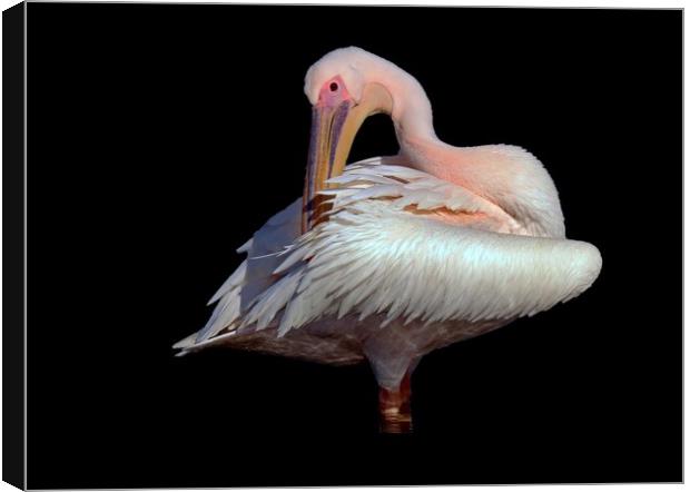Pelican photo taken in France  Canvas Print by Karen Noble