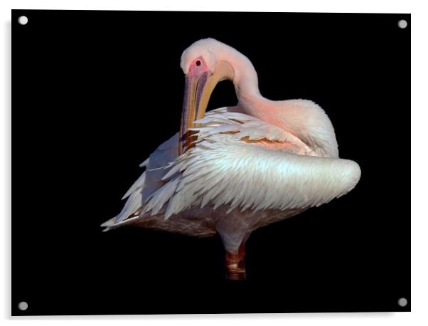 Pelican photo taken in France  Acrylic by Karen Noble