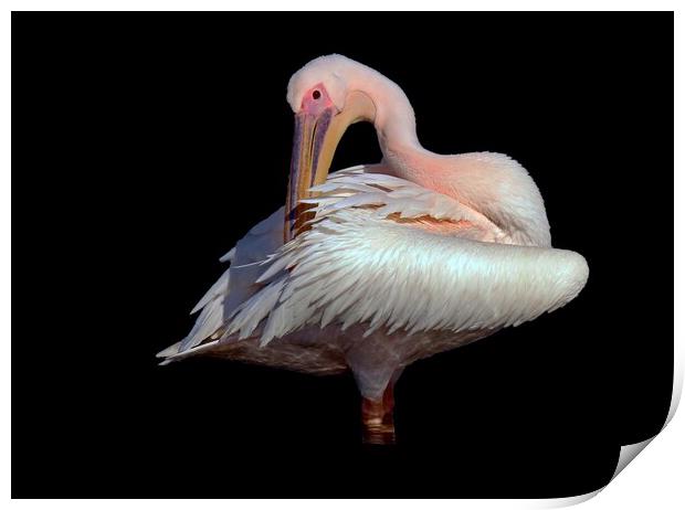 Pelican photo taken in France  Print by Karen Noble