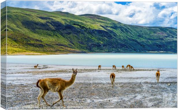 Guanacos Wild Lamas Torres del Paine National Park Canvas Print by William Perry