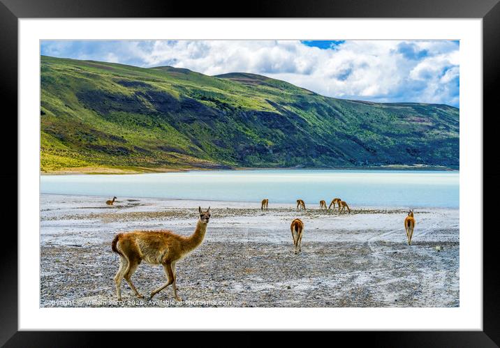 Guanacos Wild Lamas Torres del Paine National Park Framed Mounted Print by William Perry