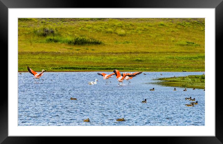 Pink Chilean Flamingos Torres del Paine National Park Chile Framed Mounted Print by William Perry