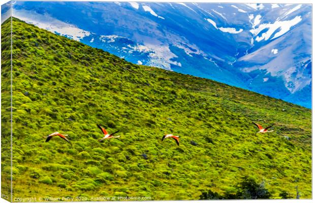 Pink Chilean Flamingos Flying Torres del Paine National Park Chi Canvas Print by William Perry