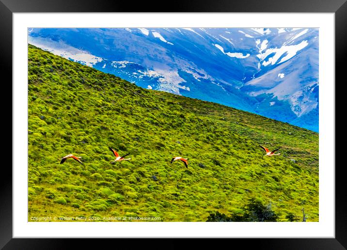 Pink Chilean Flamingos Flying Torres del Paine National Park Chi Framed Mounted Print by William Perry