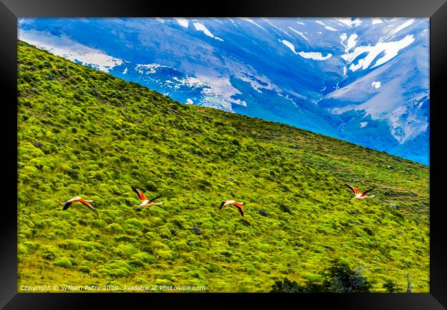 Pink Chilean Flamingos Flying Torres del Paine National Park Chi Framed Print by William Perry