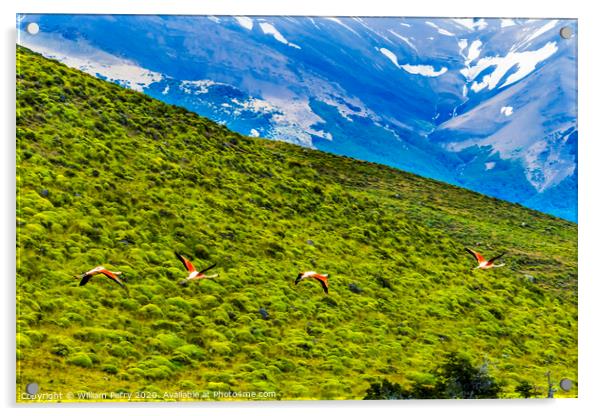 Pink Chilean Flamingos Flying Torres del Paine National Park Chi Acrylic by William Perry