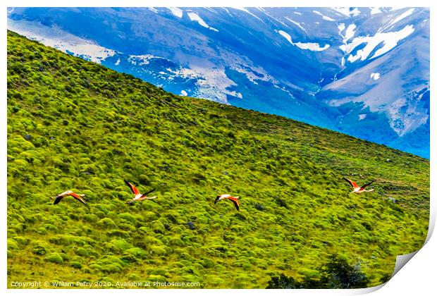 Pink Chilean Flamingos Flying Torres del Paine National Park Chi Print by William Perry