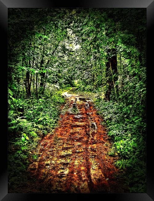 Road in the Wilderness Framed Print by Mark Sellers