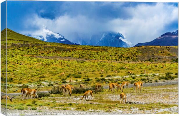 Guanacos Wild Lamas Torres del Paine National Park Canvas Print by William Perry