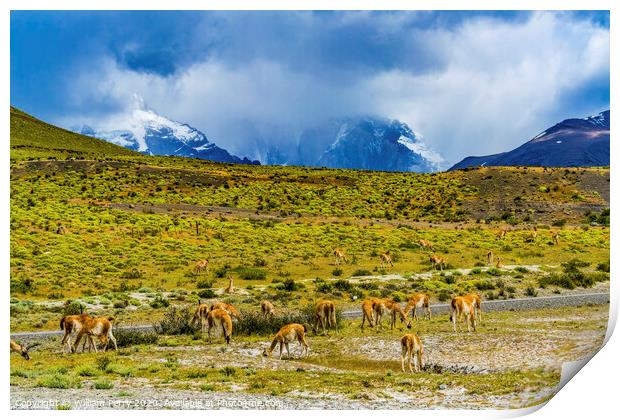 Guanacos Wild Lamas Torres del Paine National Park Print by William Perry