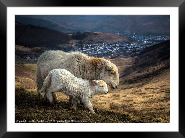 Ewe and Lamb On The Bwlch Above Treorchy Framed Mounted Print by Alan Jenkinson