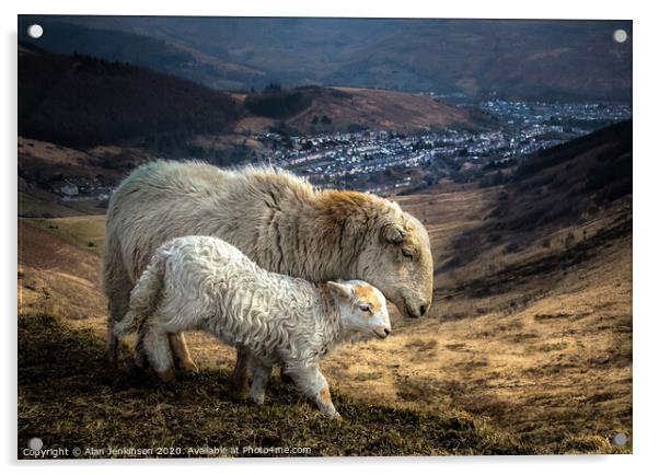 Ewe and Lamb On The Bwlch Above Treorchy Acrylic by Alan Jenkinson
