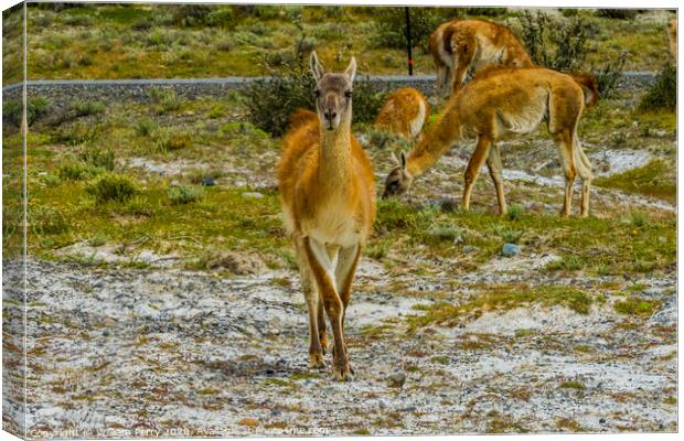 Guanacos Wild Lama Torres del Paine National Park  Canvas Print by William Perry