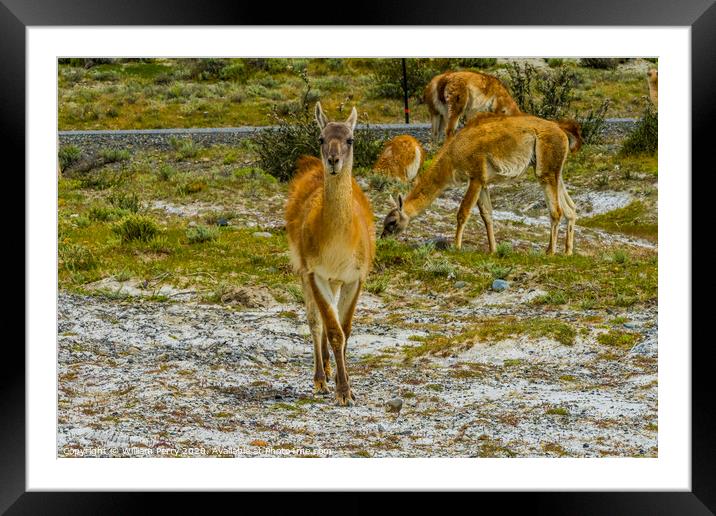 Guanacos Wild Lama Torres del Paine National Park  Framed Mounted Print by William Perry