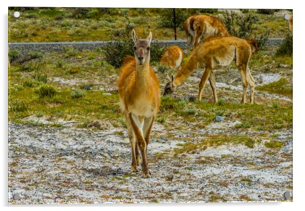 Guanacos Wild Lama Torres del Paine National Park  Acrylic by William Perry
