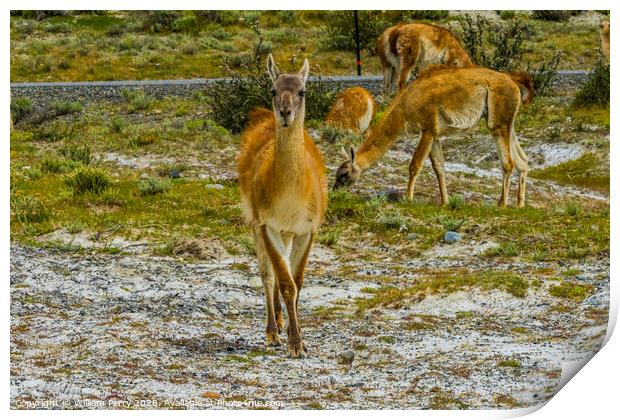 Guanacos Wild Lama Torres del Paine National Park  Print by William Perry