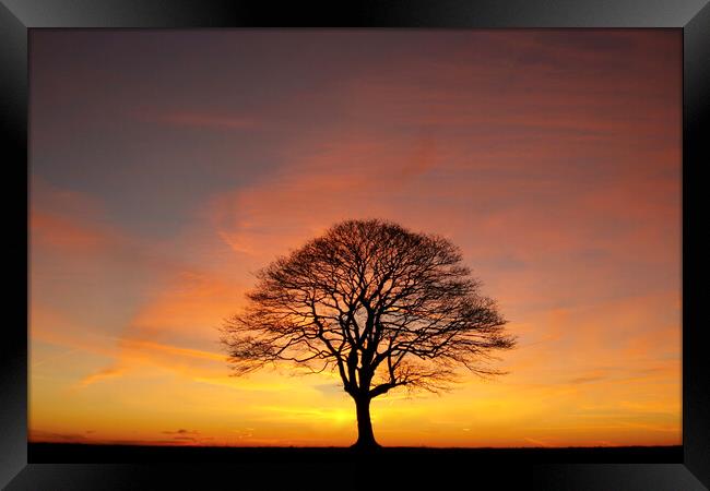 Tree Silhouette dawn  Framed Print by Simon Johnson