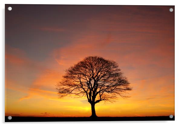 Tree Silhouette dawn  Acrylic by Simon Johnson