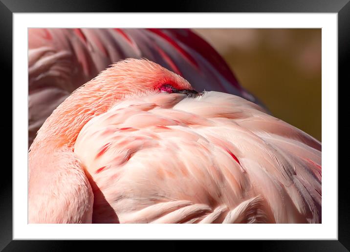 Flamingo Framed Mounted Print by chris smith