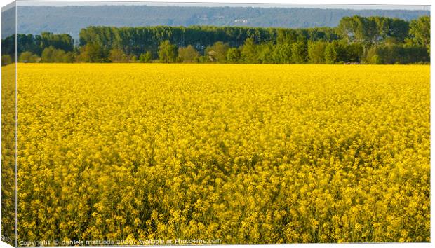 a field of yellow rapeseed flowers illuminated by  Canvas Print by daniele mattioda