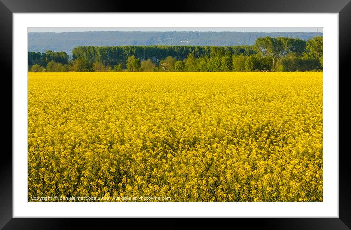a field of yellow rapeseed flowers illuminated by  Framed Mounted Print by daniele mattioda