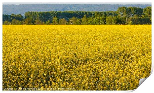 a field of yellow rapeseed flowers illuminated by  Print by daniele mattioda