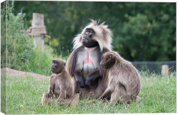 Gelada & young Canvas Print by Michael Smith