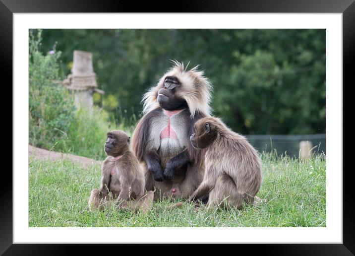 Gelada & young Framed Mounted Print by Michael Smith