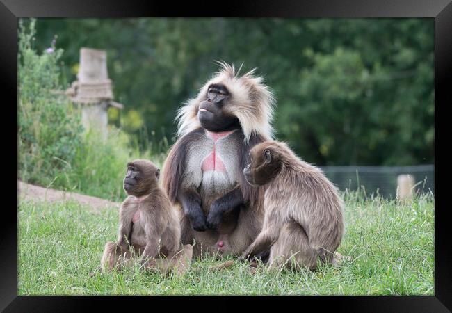 Gelada & young Framed Print by Michael Smith
