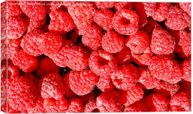 Background and texture of red ripe raspberries. Canvas Print by Sergii Petruk
