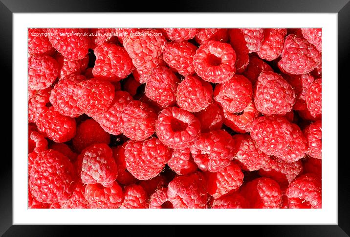 Background and texture of red ripe raspberries. Framed Mounted Print by Sergii Petruk