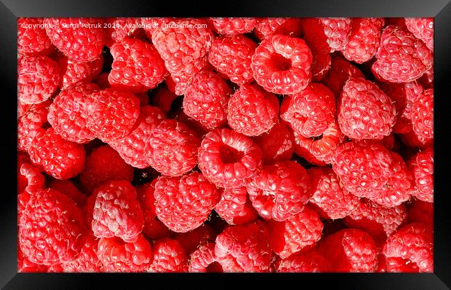 Background and texture of red ripe raspberries. Framed Print by Sergii Petruk
