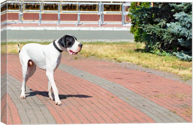 Great Dane walks for a walk in the city park. Canvas Print by Sergii Petruk