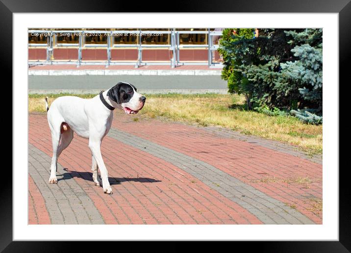 Great Dane walks for a walk in the city park. Framed Mounted Print by Sergii Petruk