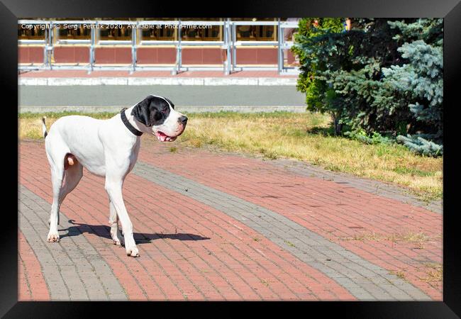 Great Dane walks for a walk in the city park. Framed Print by Sergii Petruk