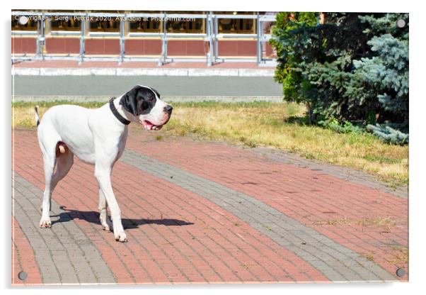 Great Dane walks for a walk in the city park. Acrylic by Sergii Petruk