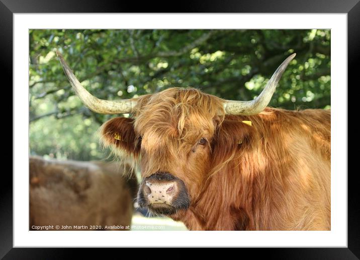 The Highland Cow Framed Mounted Print by John Martin
