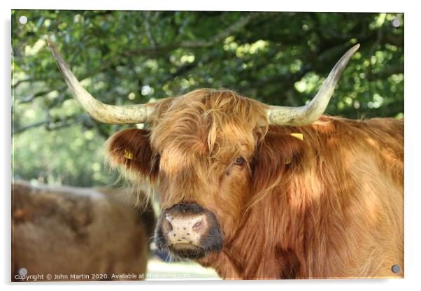 The Highland Cow Acrylic by John Martin
