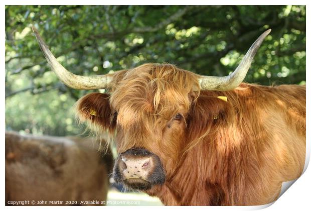 The Highland Cow Print by John Martin