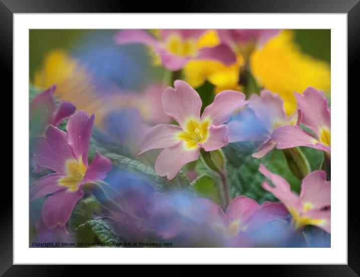 Primula flowers Framed Mounted Print by Simon Johnson