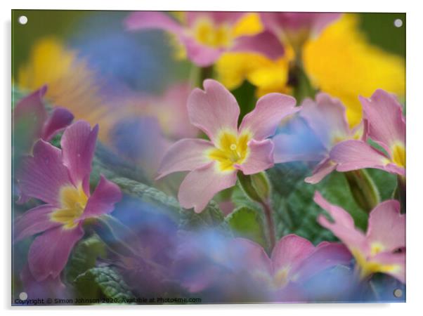 Primula flowers Acrylic by Simon Johnson