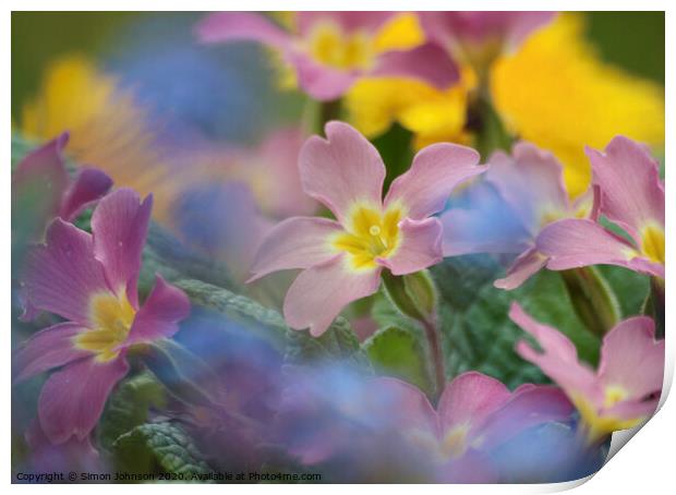 Primula flowers Print by Simon Johnson