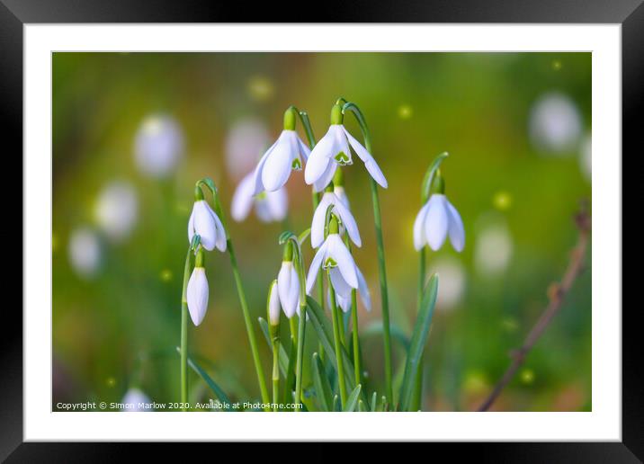 Serene Snowdrop Symphony Framed Mounted Print by Simon Marlow