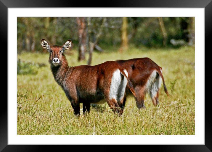 Waterbuck Framed Mounted Print by Michael Smith