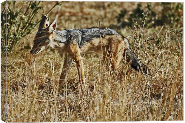 Black Backed Jackal Canvas Print by Michael Smith