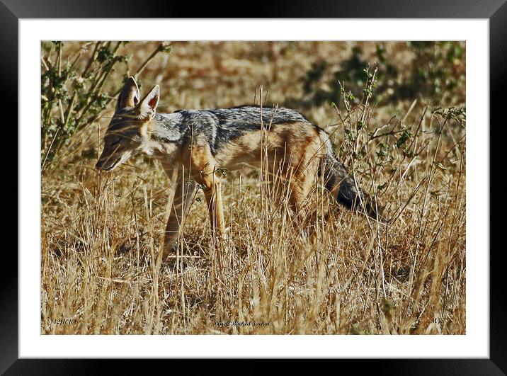 Black Backed Jackal Framed Mounted Print by Michael Smith